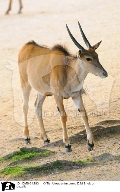 Gazelle / gazelle / DMS-01283