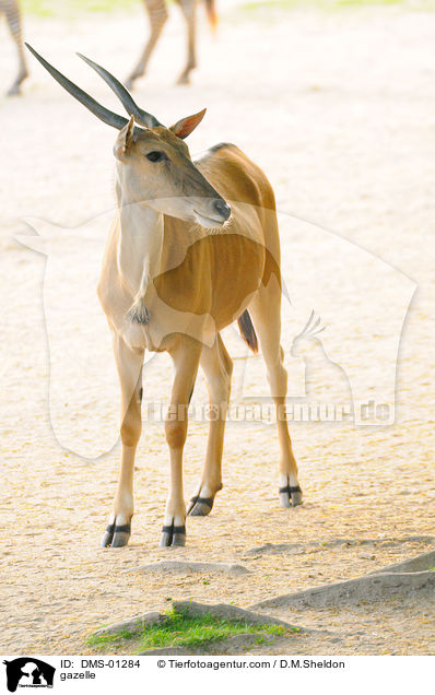 Gazelle / gazelle / DMS-01284