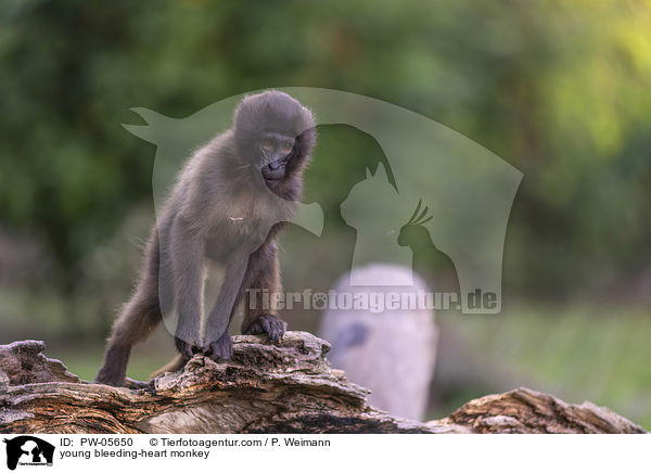 junger Blutbrustpavian / young bleeding-heart monkey / PW-05650