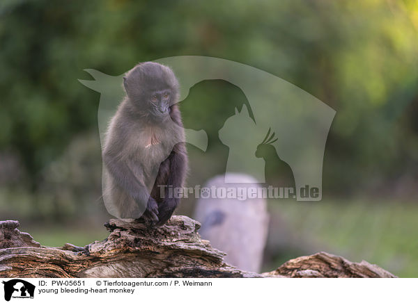 junger Blutbrustpavian / young bleeding-heart monkey / PW-05651