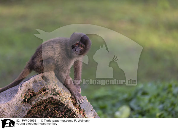 junger Blutbrustpavian / young bleeding-heart monkey / PW-05653
