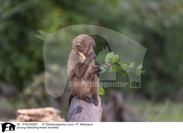 junger Blutbrustpavian / young bleeding-heart monkey / PW-05655