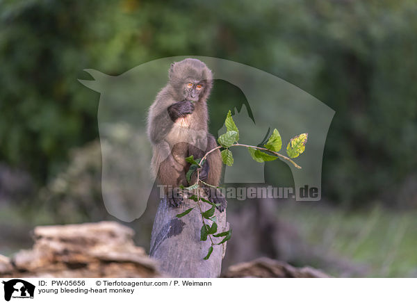 junger Blutbrustpavian / young bleeding-heart monkey / PW-05656