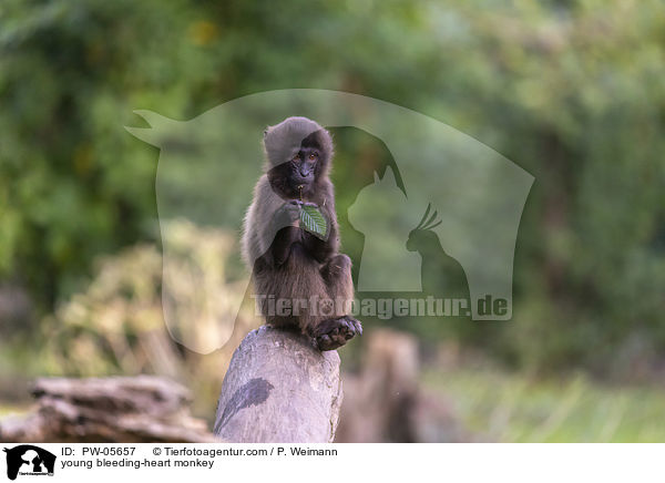 junger Blutbrustpavian / young bleeding-heart monkey / PW-05657