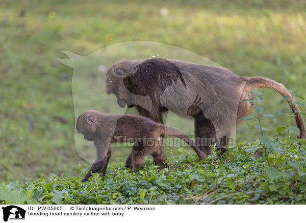 Blutbrustpavian Mutter mit Baby / bleeding-heart monkey mother with baby / PW-05660