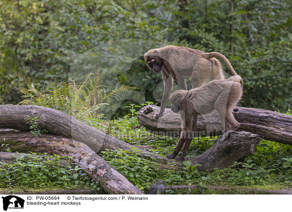 Blutbrustpaviane / bleeding-heart monkeys / PW-05684