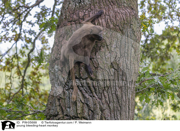 junger Blutbrustpavian / young bleeding-heart monkey / PW-05688