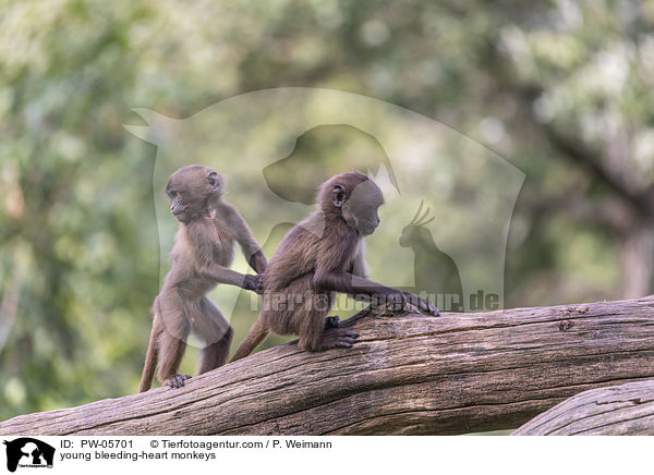 junge Blutbrustpaviane / young bleeding-heart monkeys / PW-05701