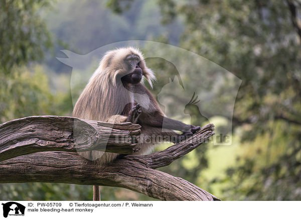 mnnlicher Blutbrustpavian / male bleeding-heart monkey / PW-05709