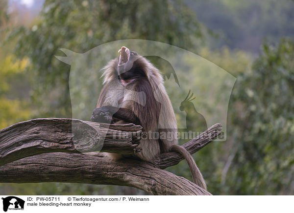 mnnlicher Blutbrustpavian / male bleeding-heart monkey / PW-05711