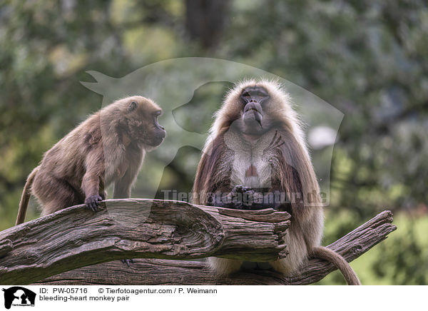 Blutbrustpavian Prchen / bleeding-heart monkey pair / PW-05716
