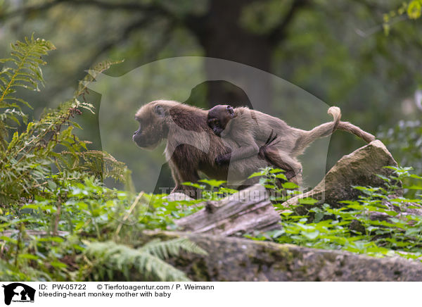 Blutbrustpavian Mutter mit Baby / bleeding-heart monkey mother with baby / PW-05722