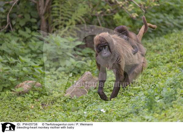 bleeding-heart monkey mother with baby / PW-05738