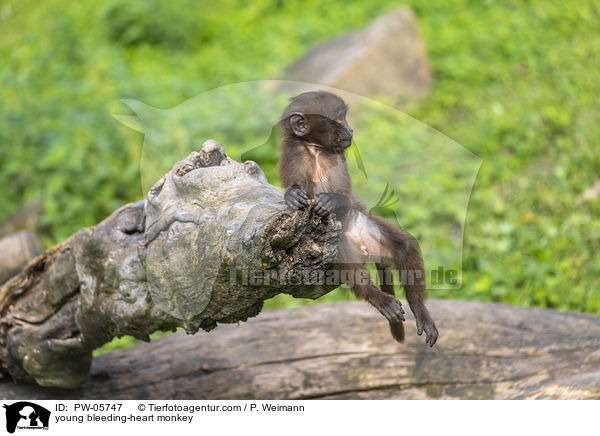 young bleeding-heart monkey / PW-05747