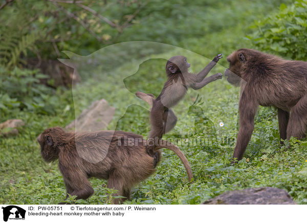 Blutbrustpavian Mutter mit Baby / bleeding-heart monkey mother with baby / PW-05751