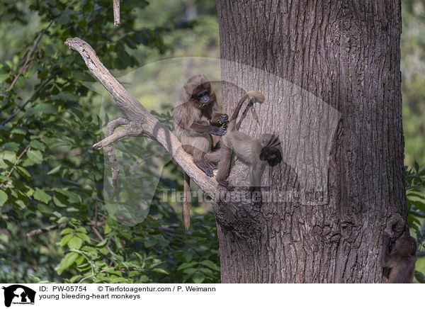 junge Blutbrustpaviane / young bleeding-heart monkeys / PW-05754