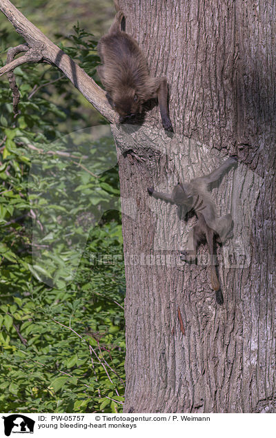 young bleeding-heart monkeys / PW-05757