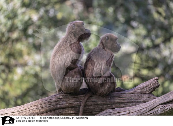 Blutbrustpaviane / bleeding-heart monkeys / PW-05761