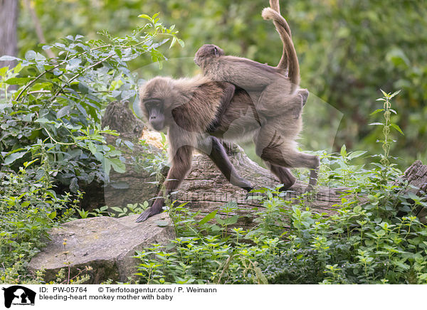 Blutbrustpavian Mutter mit Baby / bleeding-heart monkey mother with baby / PW-05764