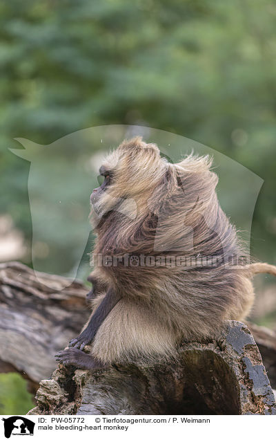 mnnlicher Blutbrustpavian / male bleeding-heart monkey / PW-05772