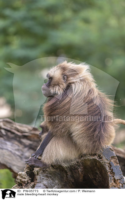 male bleeding-heart monkey / PW-05773