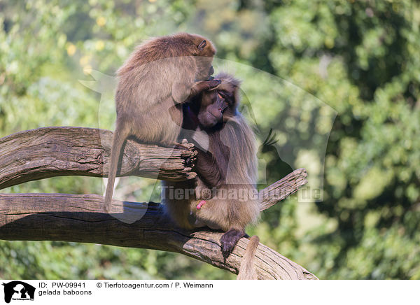 Blutbrustpaviane / gelada baboons / PW-09941