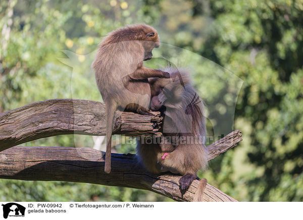 Blutbrustpaviane / gelada baboons / PW-09942