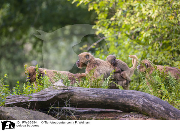 Blutbrustpaviane / gelada baboons / PW-09954