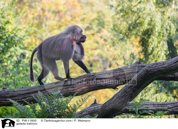 Blutbrustpavian / gelada baboon / PW-11800