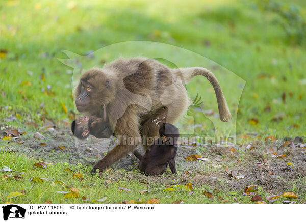 Blutbrustpaviane / gelada baboons / PW-11809