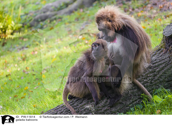 Blutbrustpaviane / gelada baboons / PW-11814