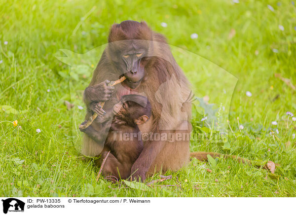 Blutbrustpaviane / gelada baboons / PW-13335