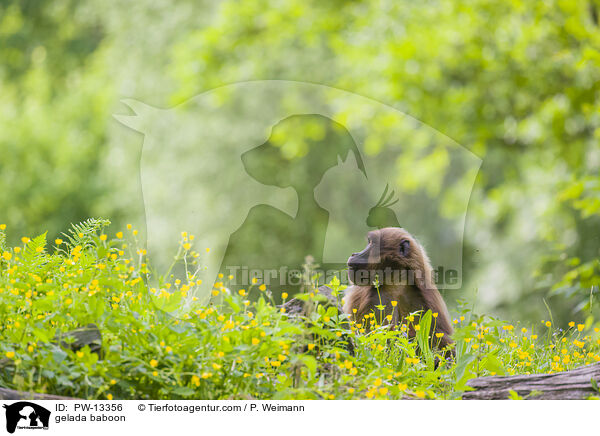 gelada baboon / PW-13356