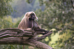 male bleeding-heart monkey