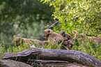 gelada baboons