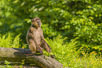 gelada baboon