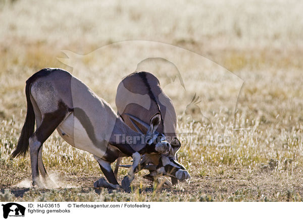 kmpfende Spiebcke / fighting gemsboks / HJ-03615