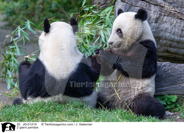 2 Groe Pandas / 2 giant pandas / JG-01214