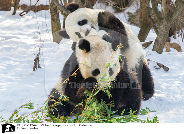 2 Groe Pandas / 2 giant pandas / JG-01244