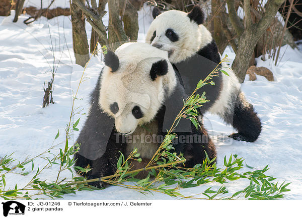 2 Groe Pandas / 2 giant pandas / JG-01246