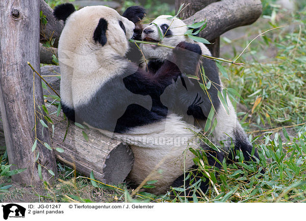2 Groe Pandas / 2 giant pandas / JG-01247