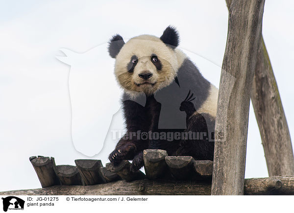 Groer Panda / giant panda / JG-01275