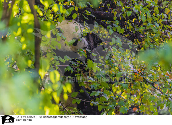 Groer Panda / giant panda / PW-12926