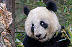 giant panda