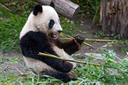 giant panda