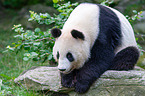 giant panda