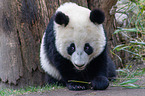 giant panda