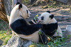 2 giant pandas