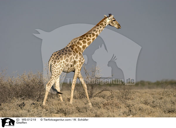 Giraffen im Etosha Nationalpark Namibia / Giraffen / WS-01219