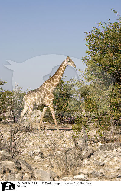 Giraffe im Etosha Nationalpark Namibia / Giraffe / WS-01223